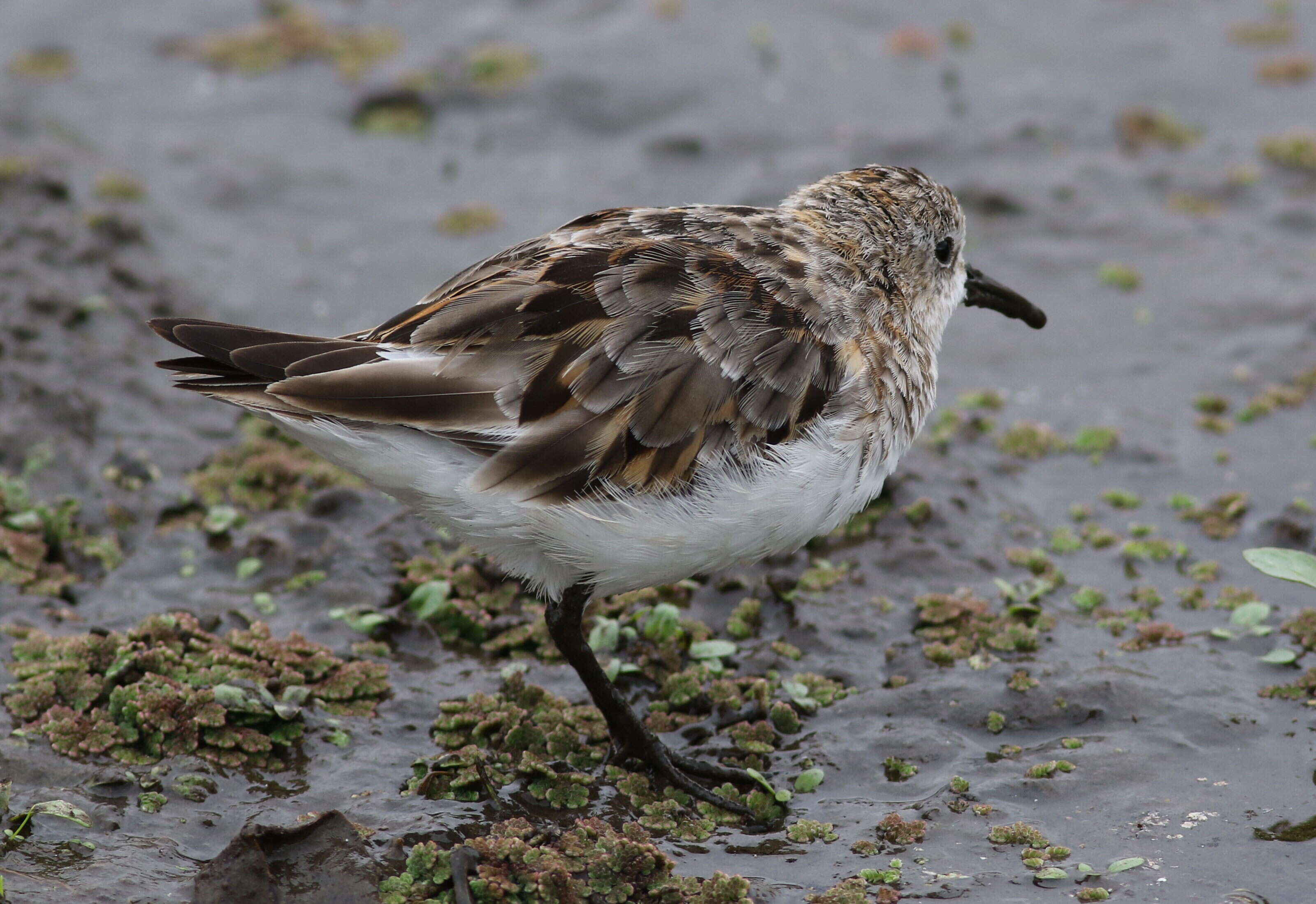 Plancia ëd Calidris minuta (Leisler 1812)