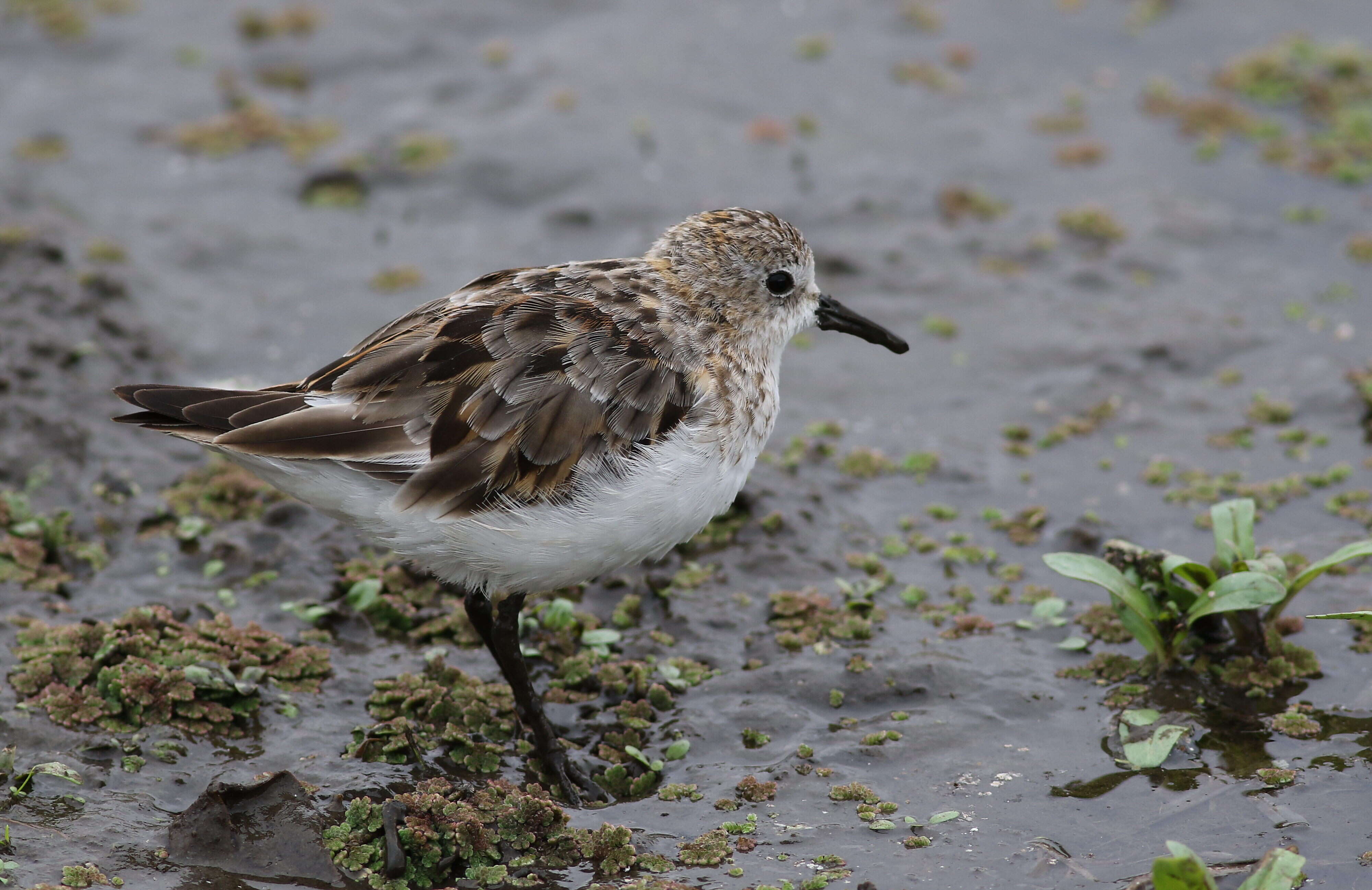 Imagem de Calidris minuta (Leisler 1812)