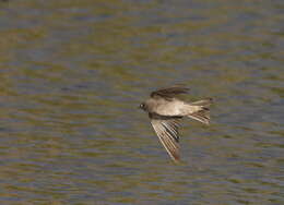 Image of African Sand Martin