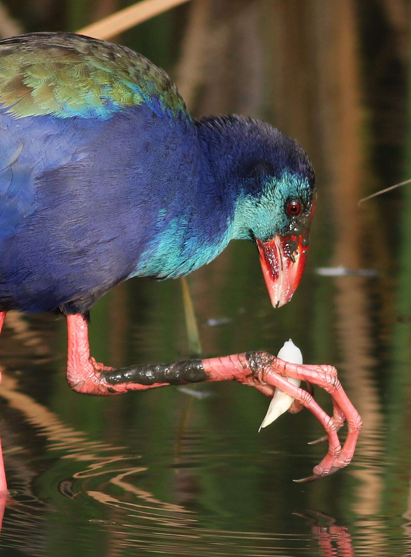 Image of African Swamphen