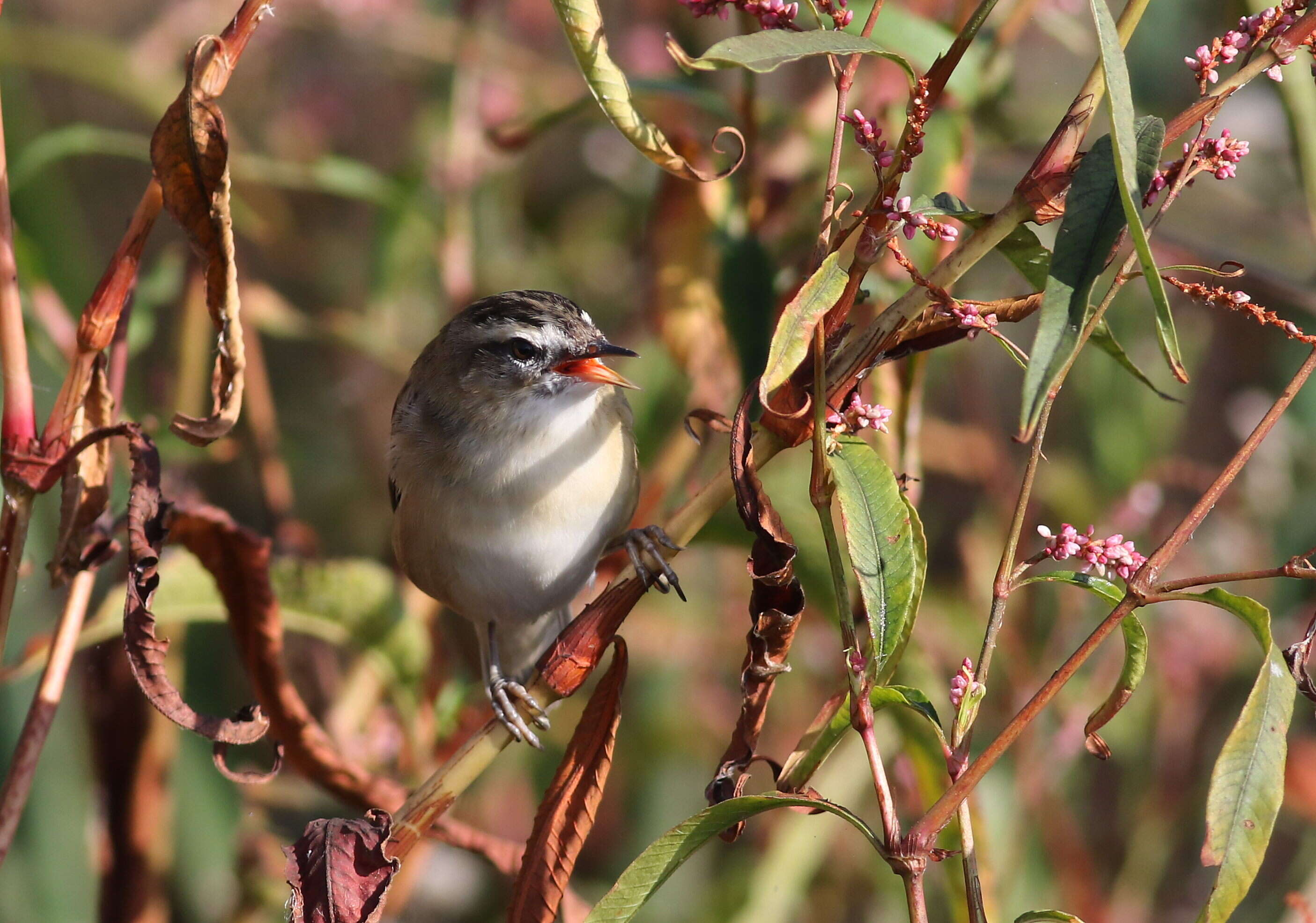 Image of Sedge Warbler