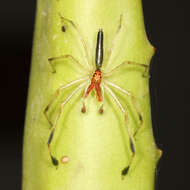 Image of Translucent Green Jumpers