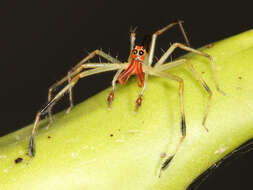 Image of Translucent Green Jumpers