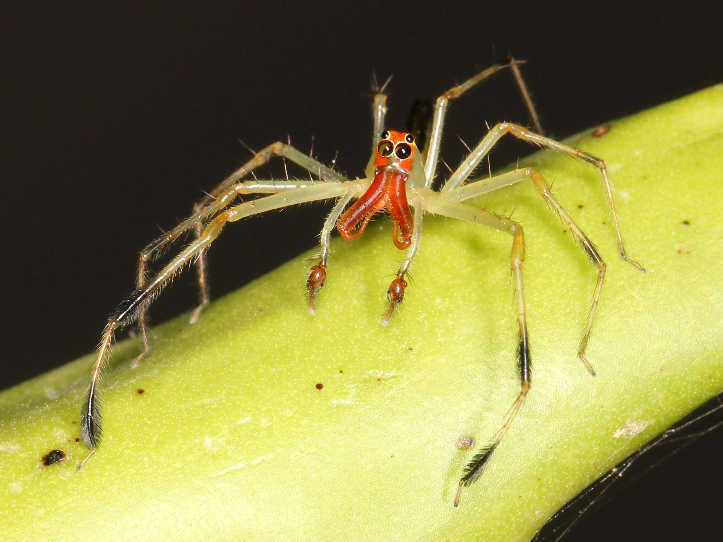 Image of Translucent Green Jumpers