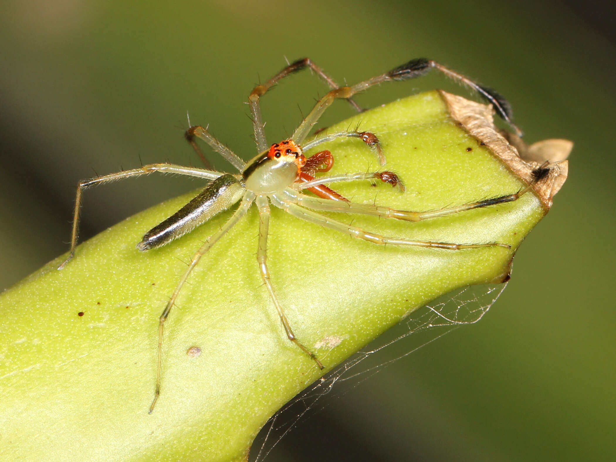 Image of Translucent Green Jumpers