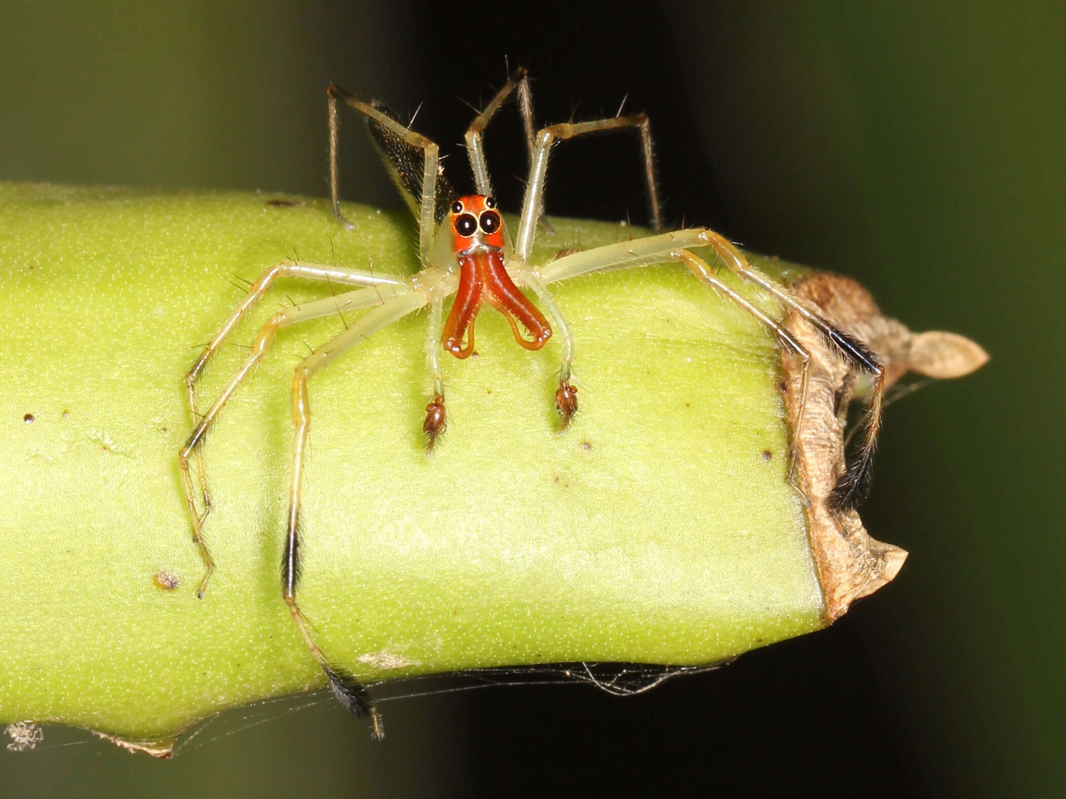 Image of Translucent Green Jumpers