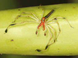 Image of Translucent Green Jumpers