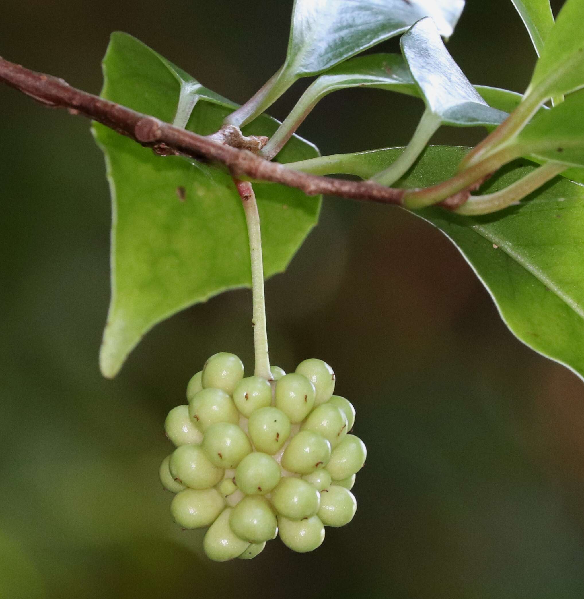 Image de Kadsura japonica (L. fil.) Dun.