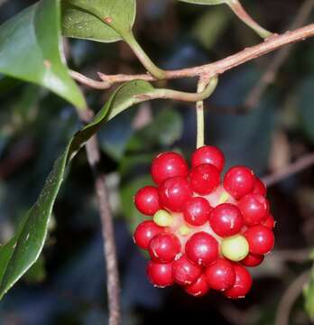 Imagem de Kadsura japonica (L. fil.) Dun.