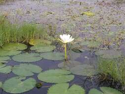 Image of Cape Blue Water-Lily