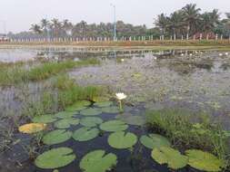 Image of Cape Blue Water-Lily