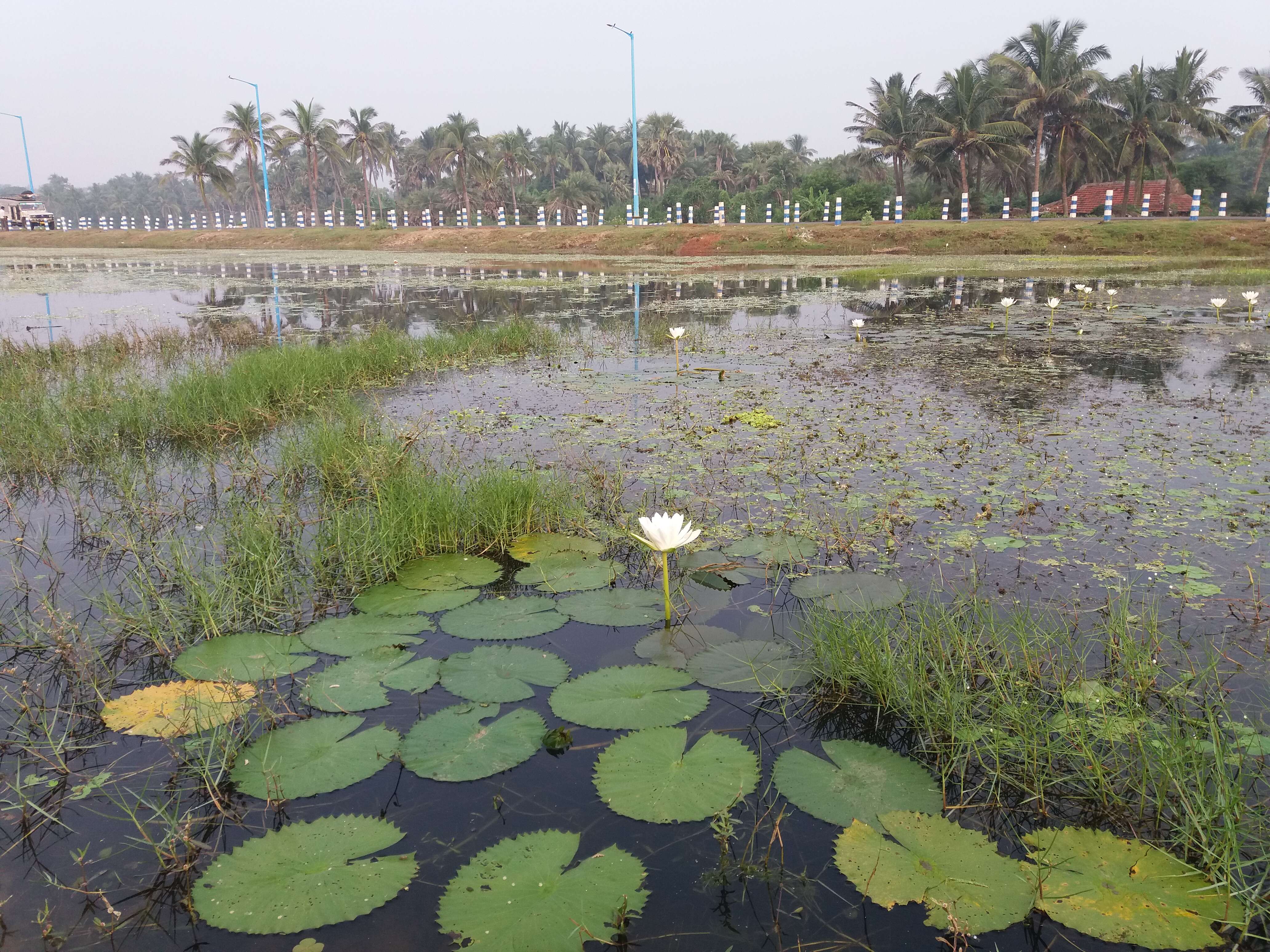 Image de Nénuphar bleu