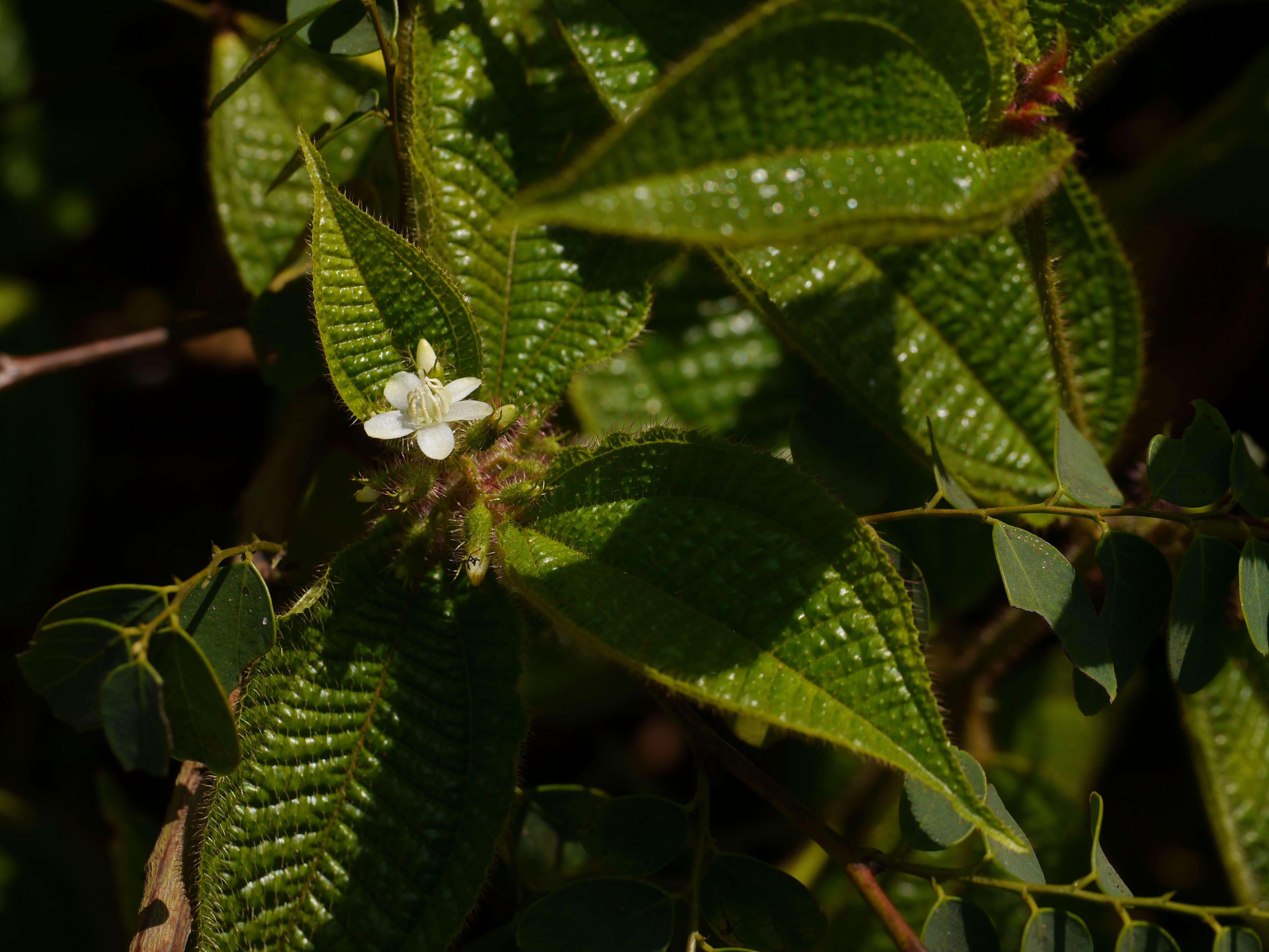 Image of soapbush