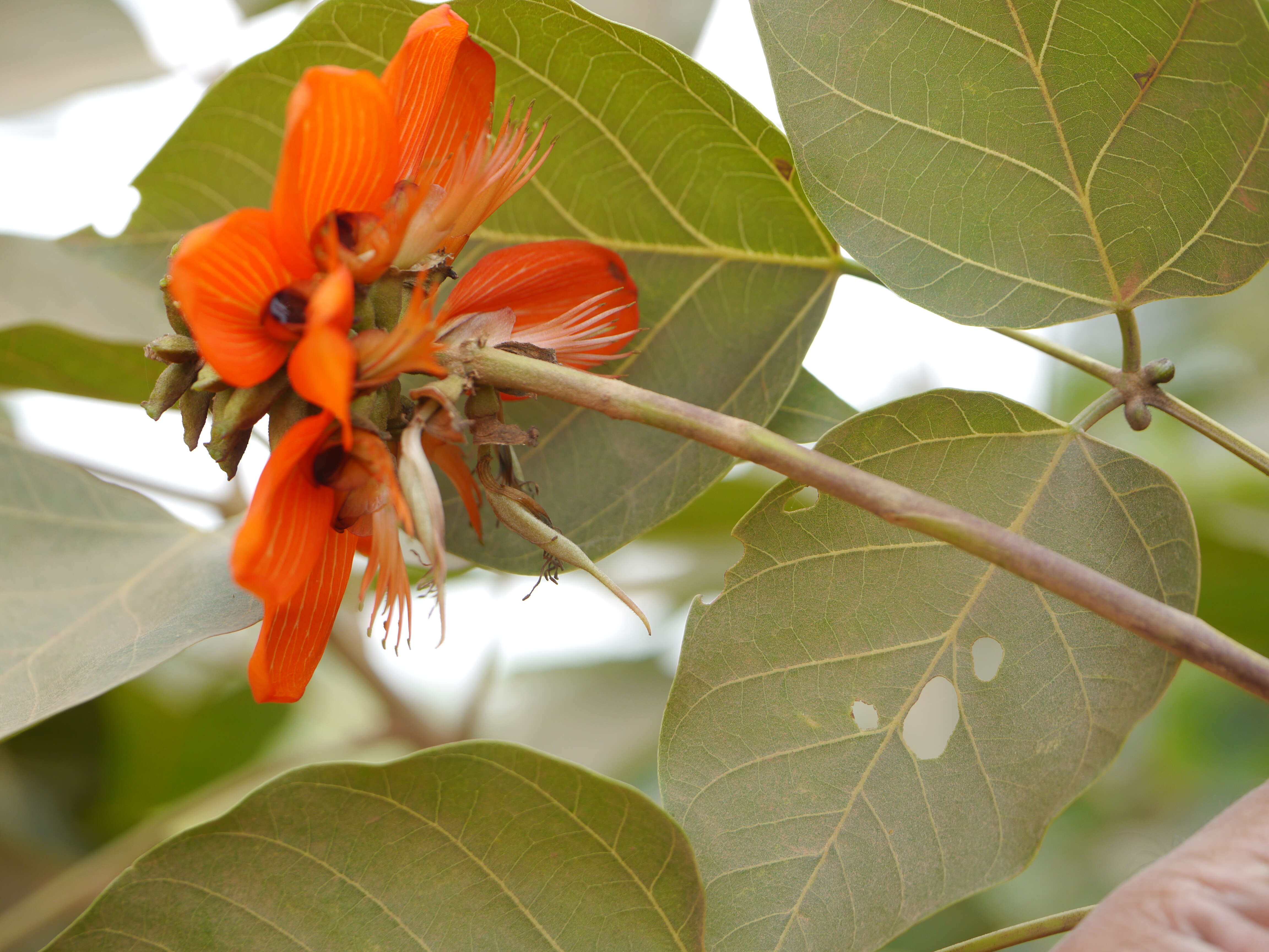 Слика од Erythrina subumbrans (Hassk.) Merr.