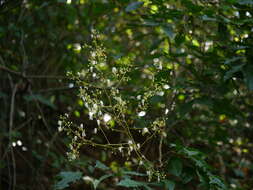 Image of Archidendron bigeminum (L.) I. C. Nielsen