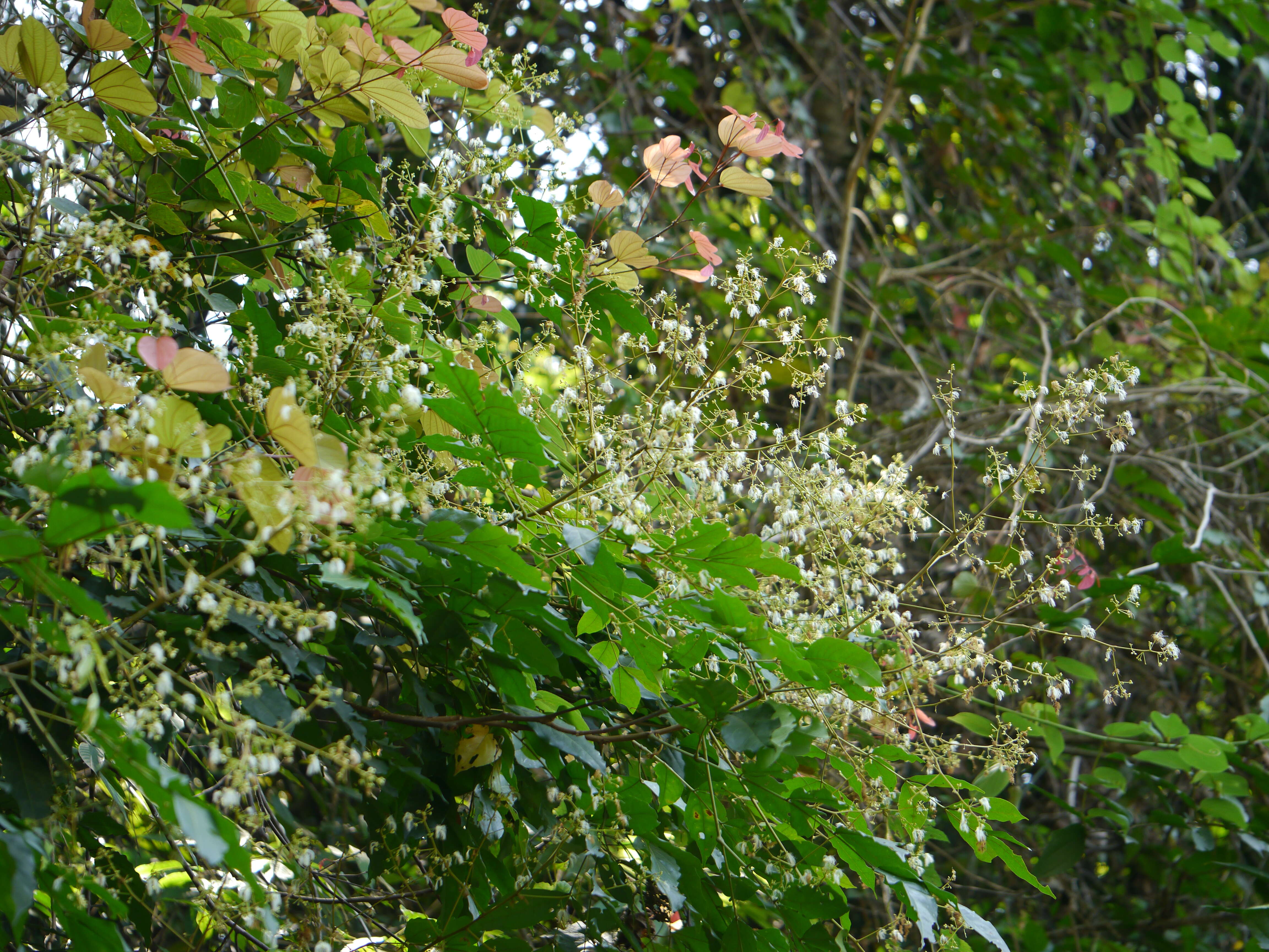 Image of Archidendron bigeminum (L.) I. C. Nielsen