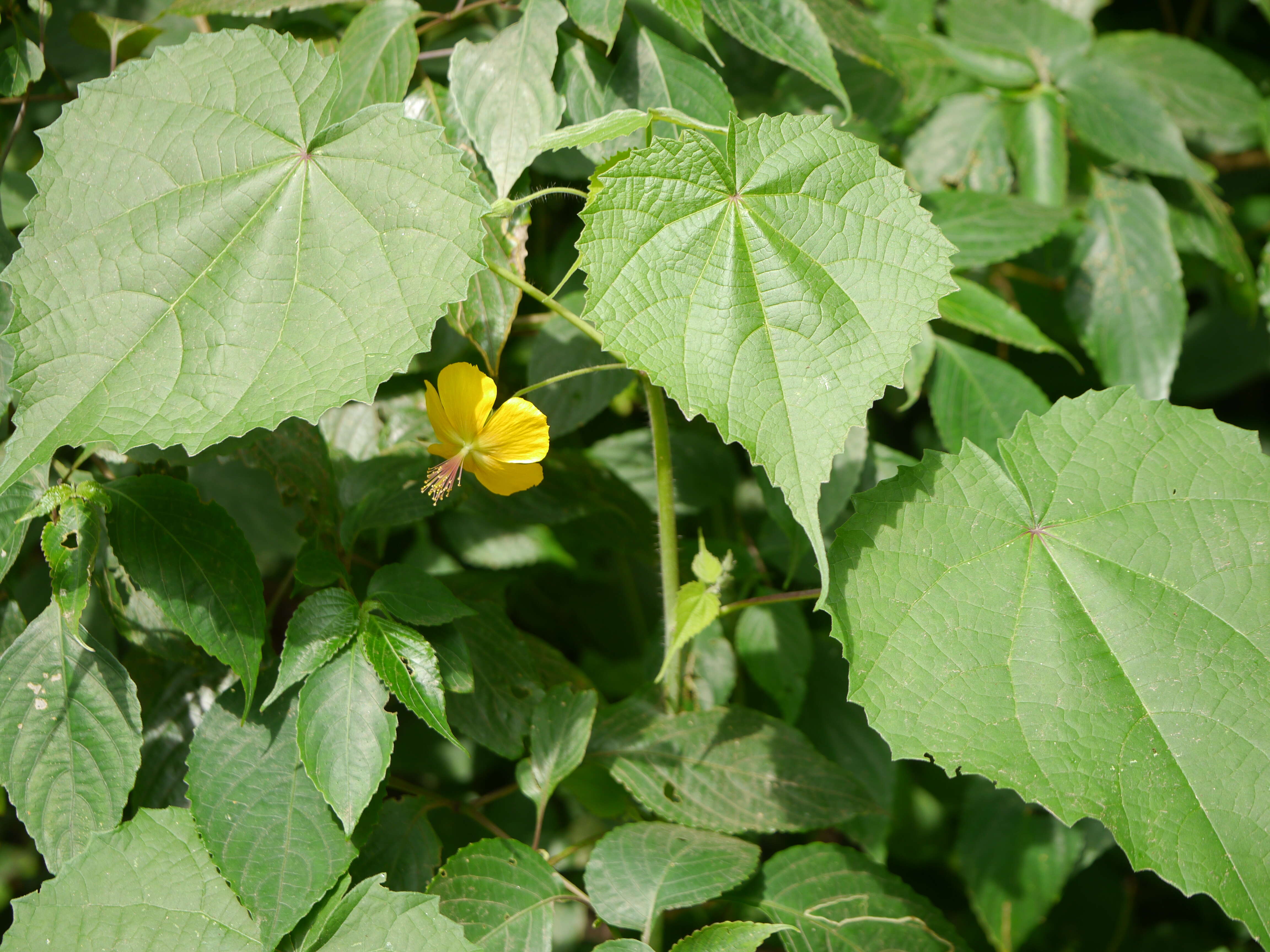 Image of Abutilon persicum (Burm. fil.) Merr.