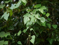 Слика од Erythrina subumbrans (Hassk.) Merr.