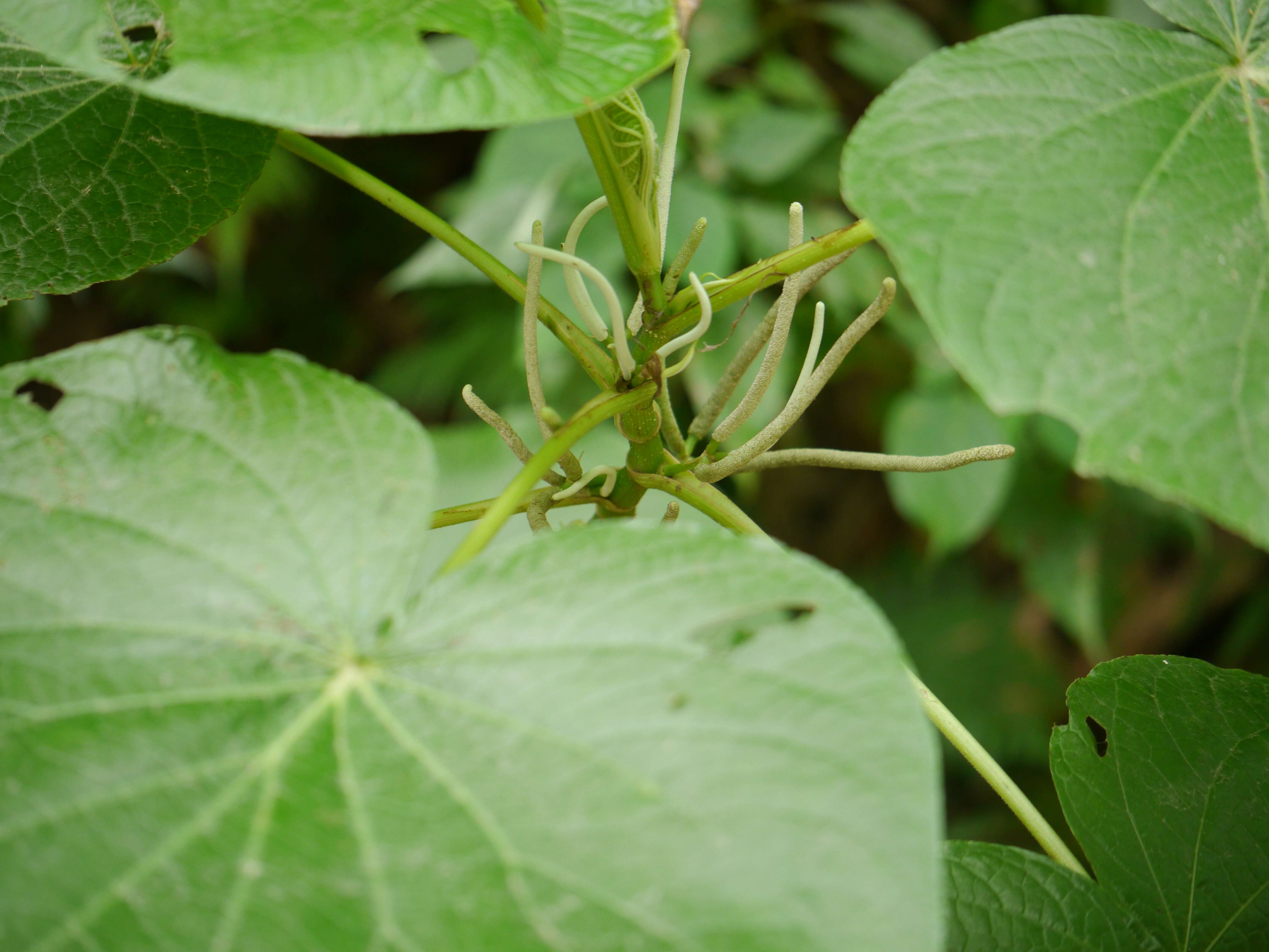 Слика од Piper umbellatum L.