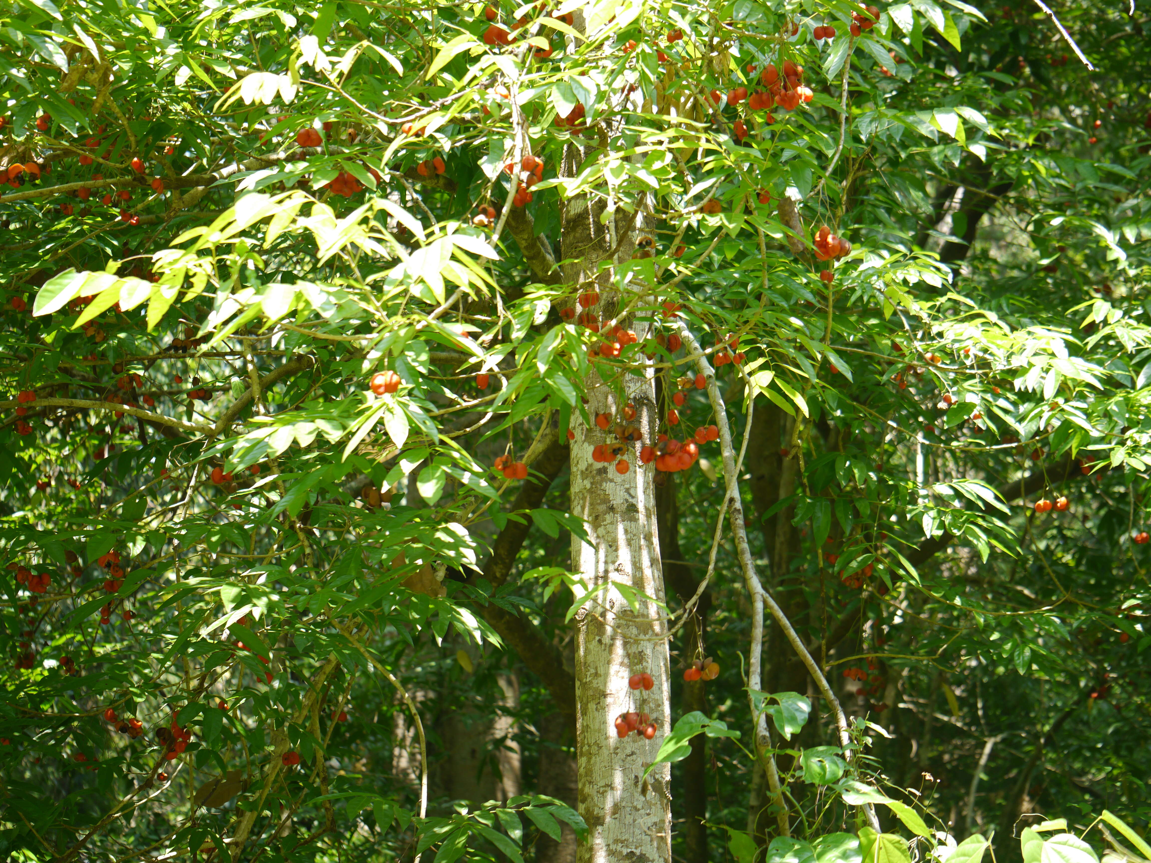 Image of tulip-wood tree