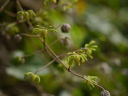 Слика од Clematis zeylanica (L.) Poir.