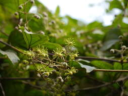 Слика од Clematis zeylanica (L.) Poir.