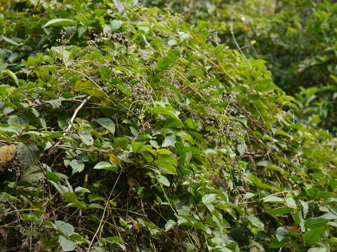 Слика од Clematis zeylanica (L.) Poir.