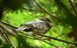 Image of Ceylon Frogmouth