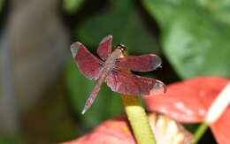 Image of Black Stream Glider