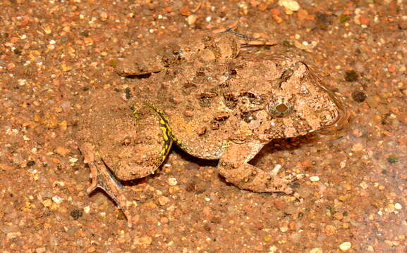 Image of Malabar Wart Frog