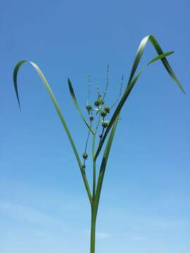 Image of Branched Bur-reed