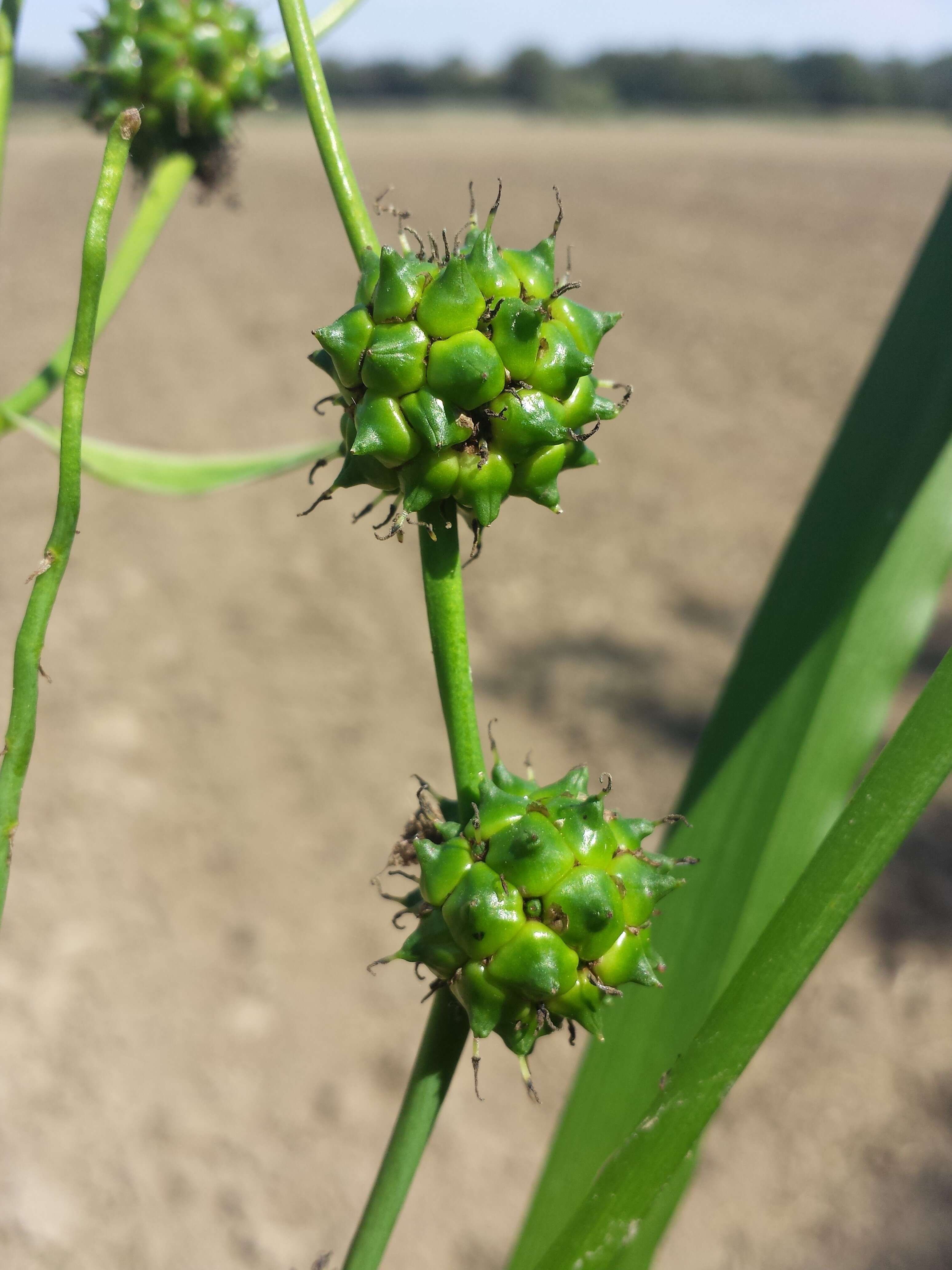 Image of Branched Bur-reed