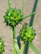 Image of Branched Bur-reed