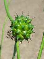 Image of Branched Bur-reed