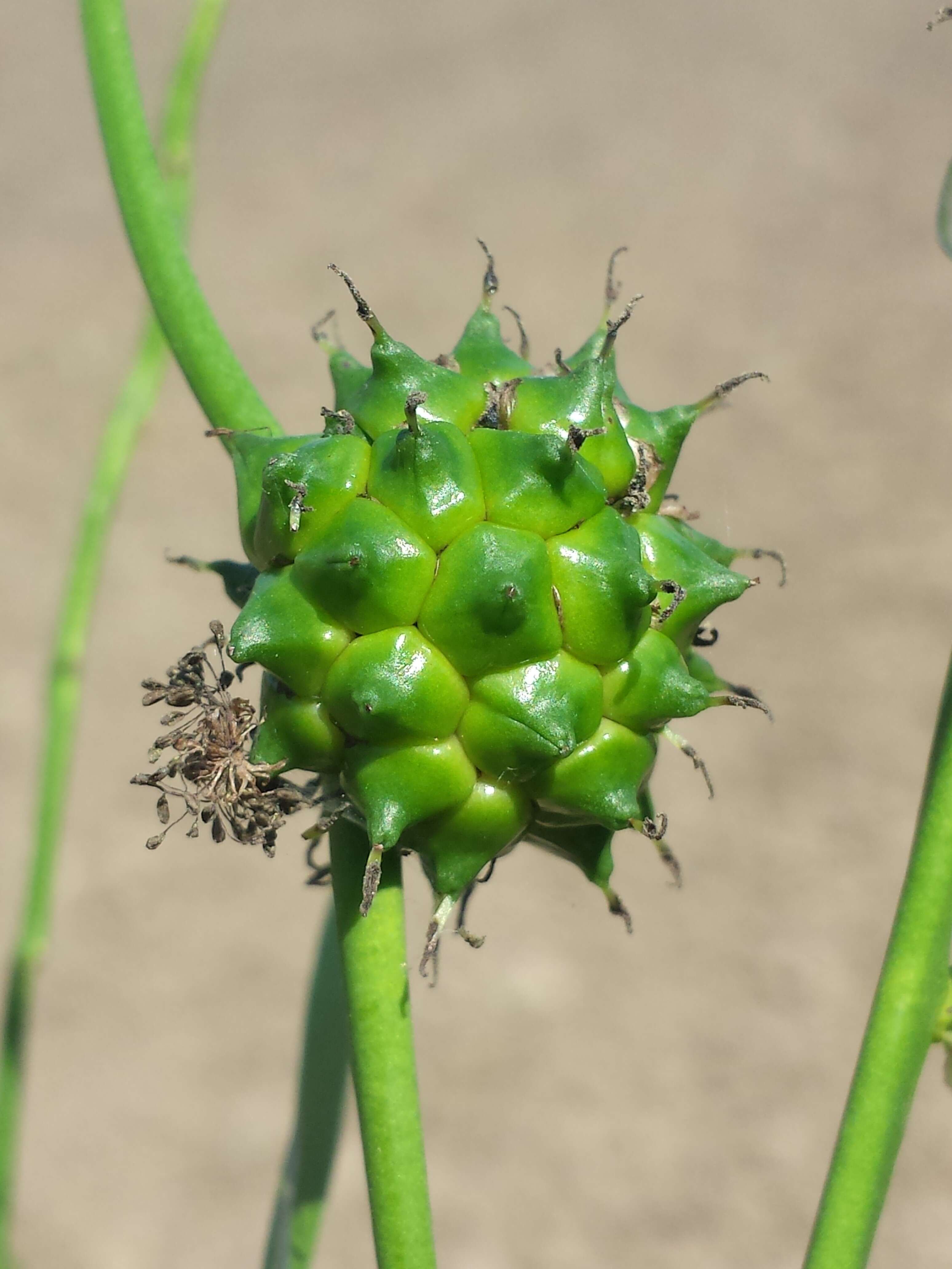 Image of Branched Bur-reed