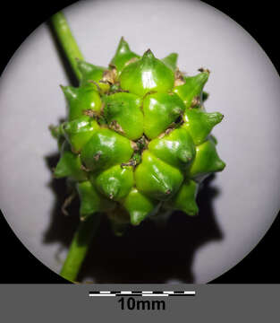 Image of Branched Bur-reed