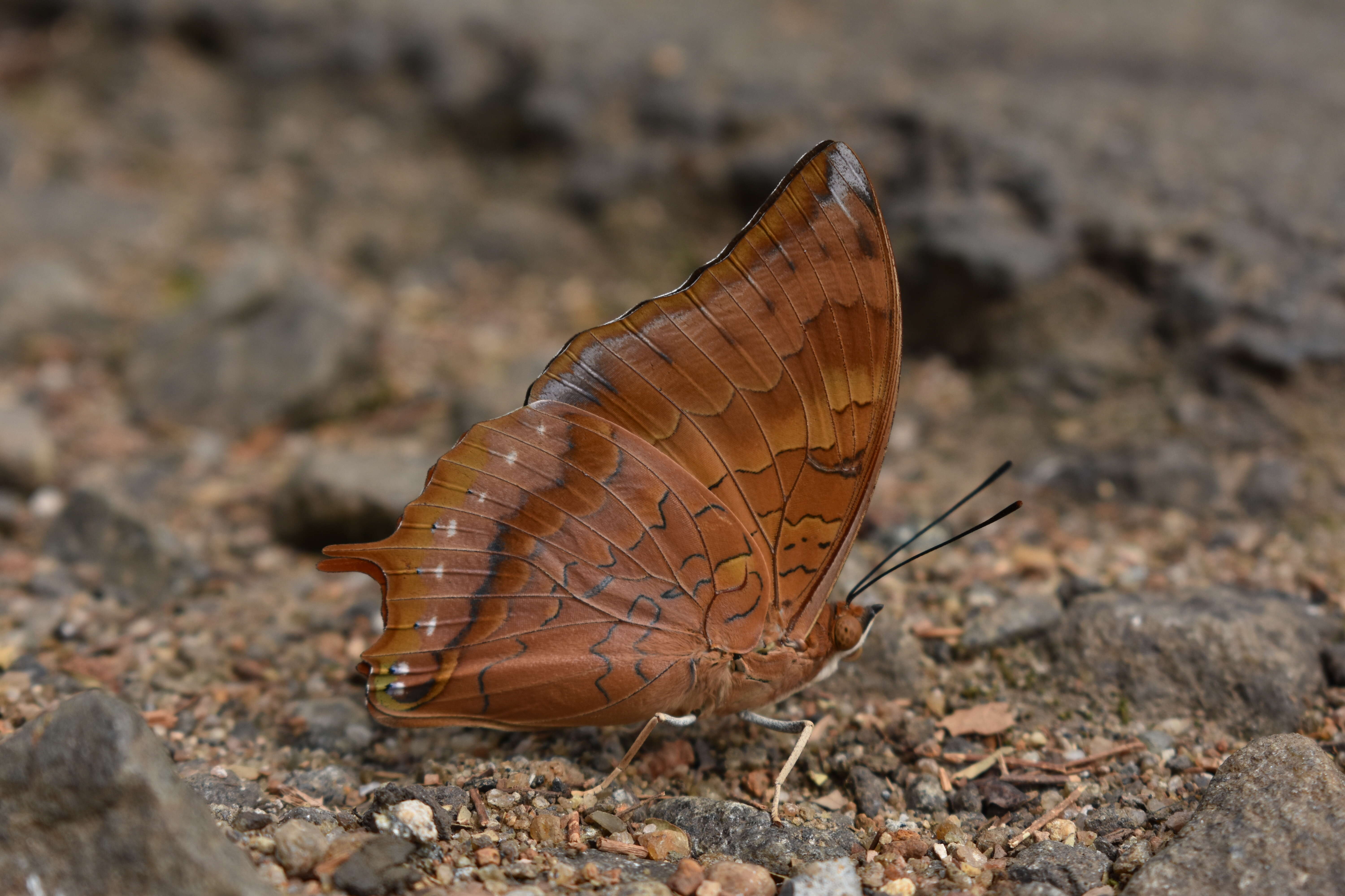 Image of Charaxes psaphon Westwood 1848