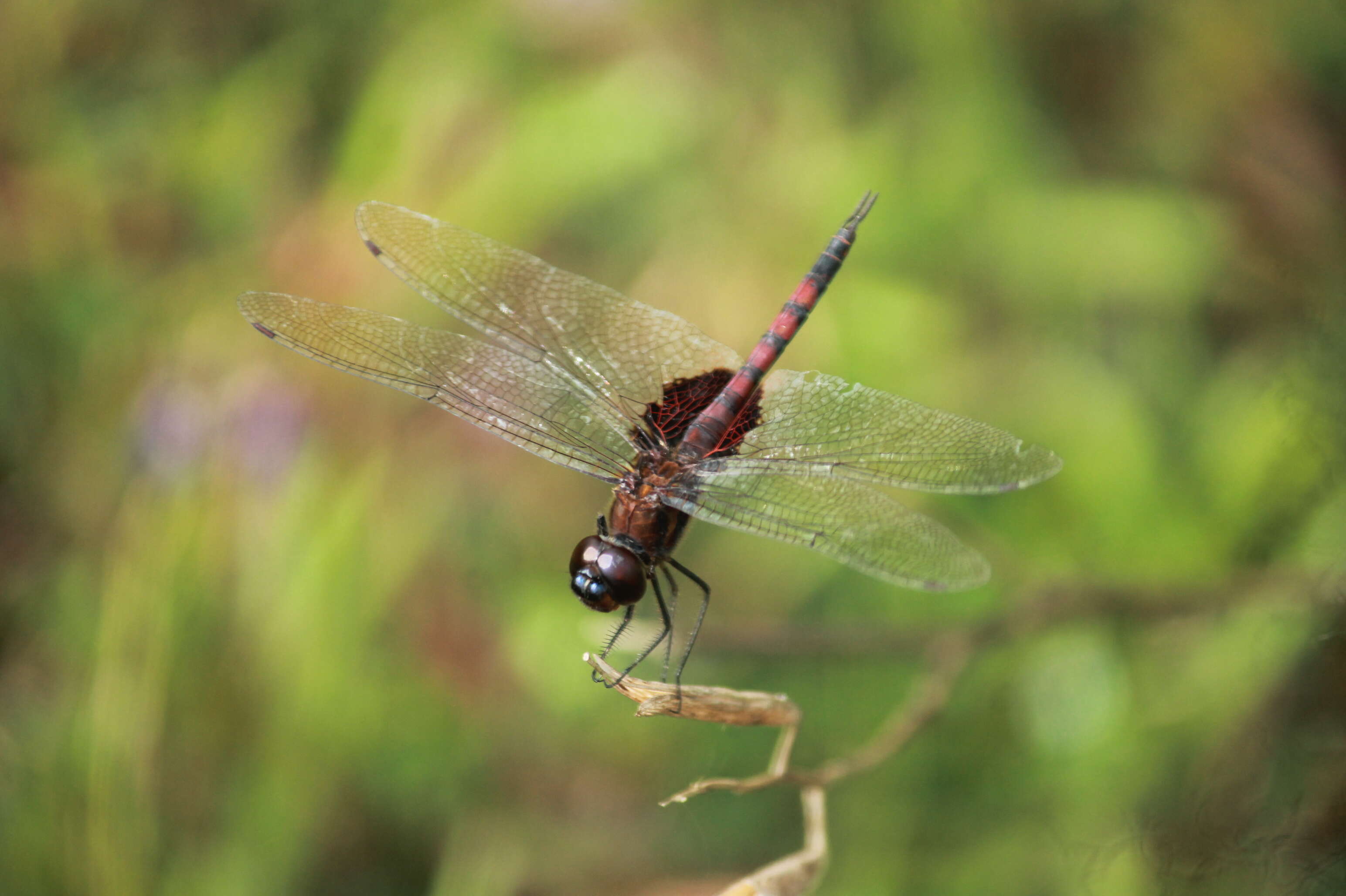 Tramea limbata (Desjardins 1835) resmi