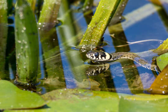 Image of Grass Snake