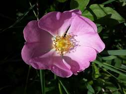 Image of French rose