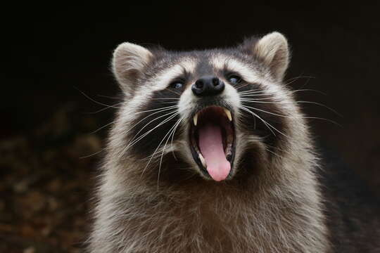 Image of raccoons