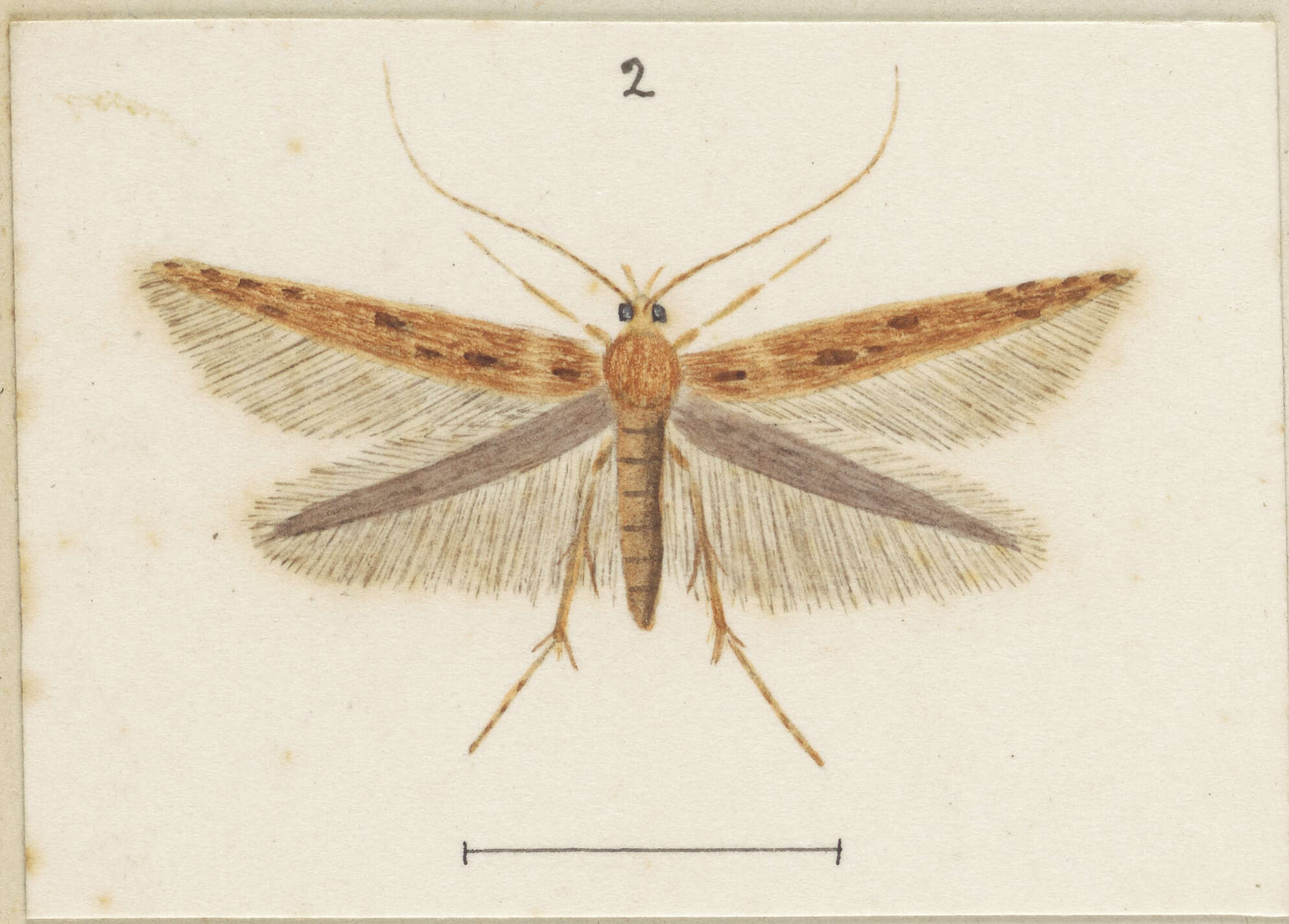 Image of Batrachedra agaura Meyrick 1901