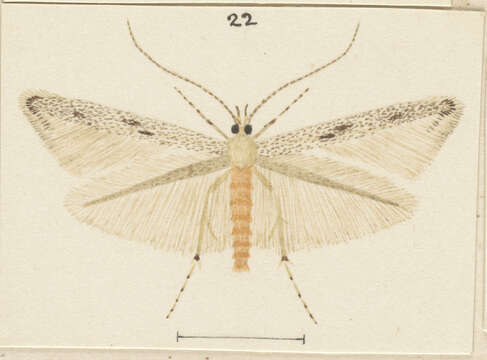 Image of Batrachedra astricta Philpott 1930