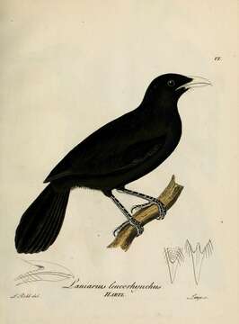 Image of Lowland Sooty Boubou