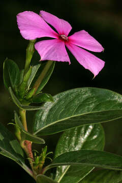 Imagem de Catharanthus roseus (L.) G. Don