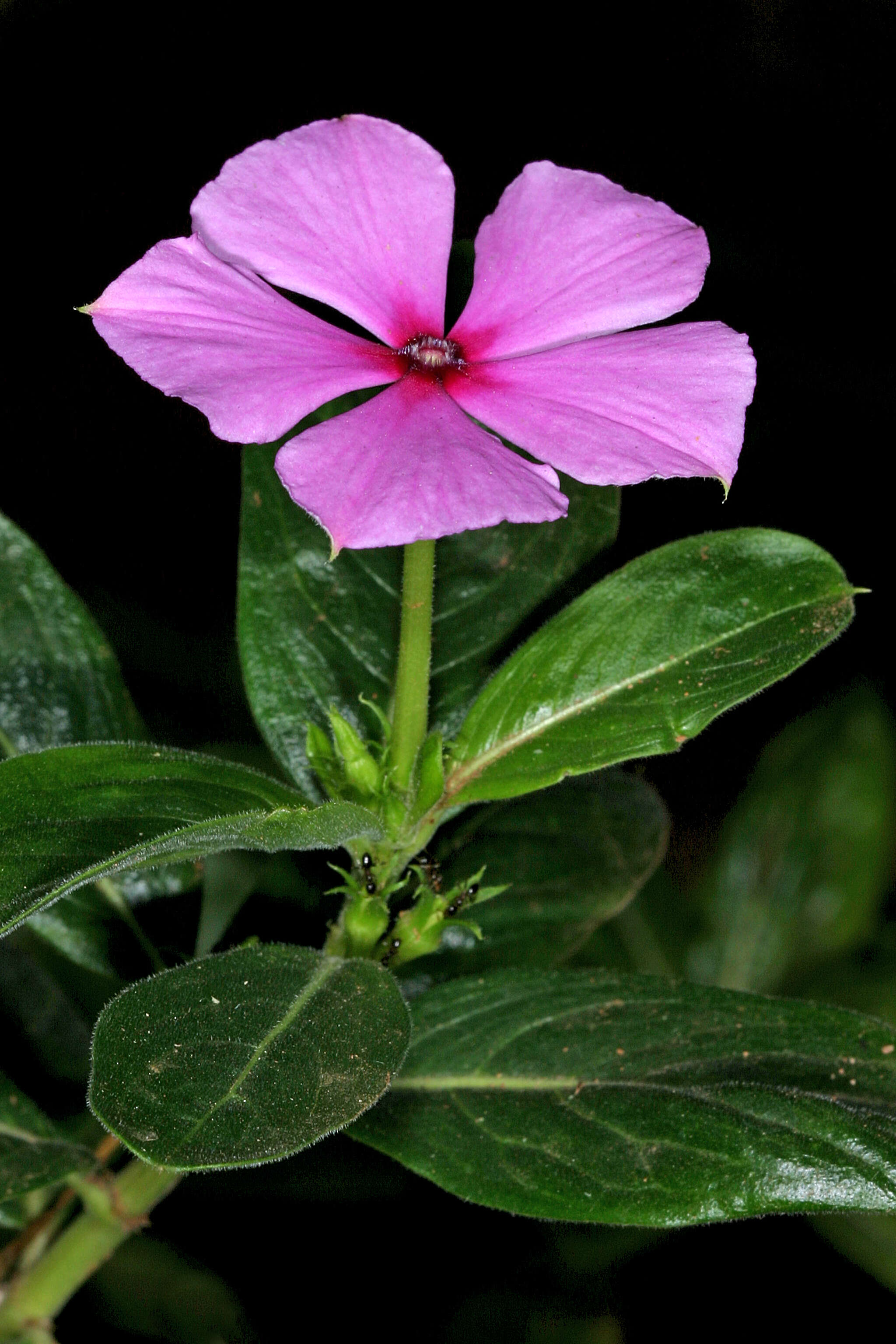 Image de Pervenche de Madagascar