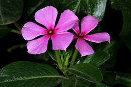 Image of Madagascar periwinkle