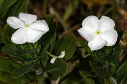 Image of Madagascar periwinkle