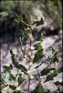 Image of pincushion tree