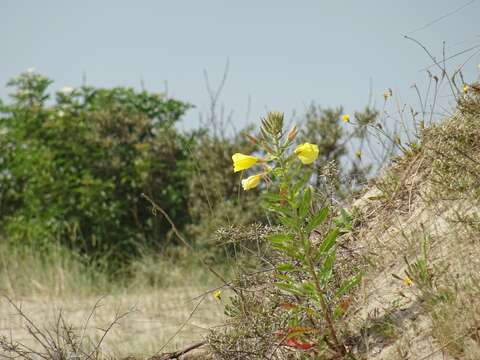 Imagem de Oenothera biennis L.